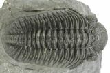 Large, Drotops Trilobite - Gorgeous Specimen #195821-4